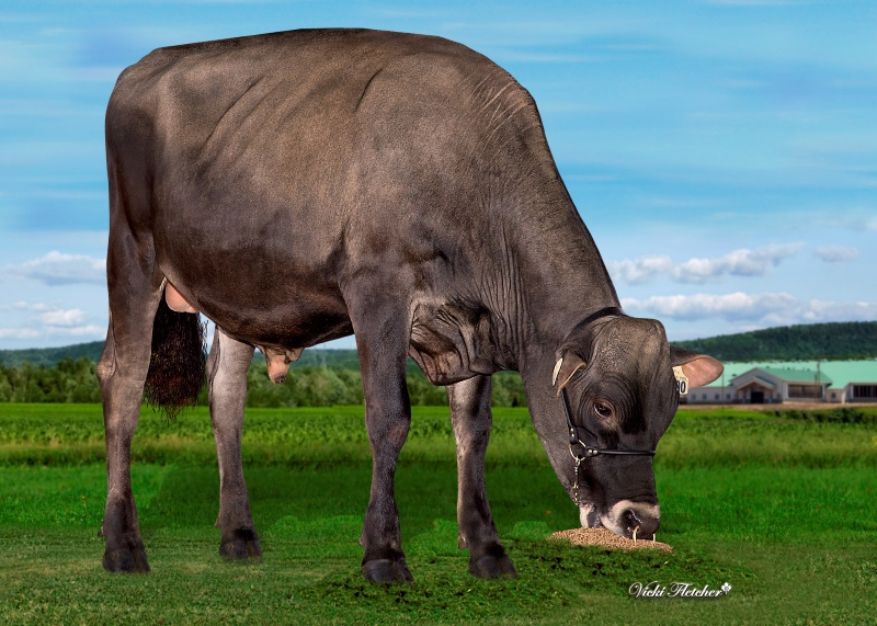 BLONDIN-CLASSIC — 799JE00090